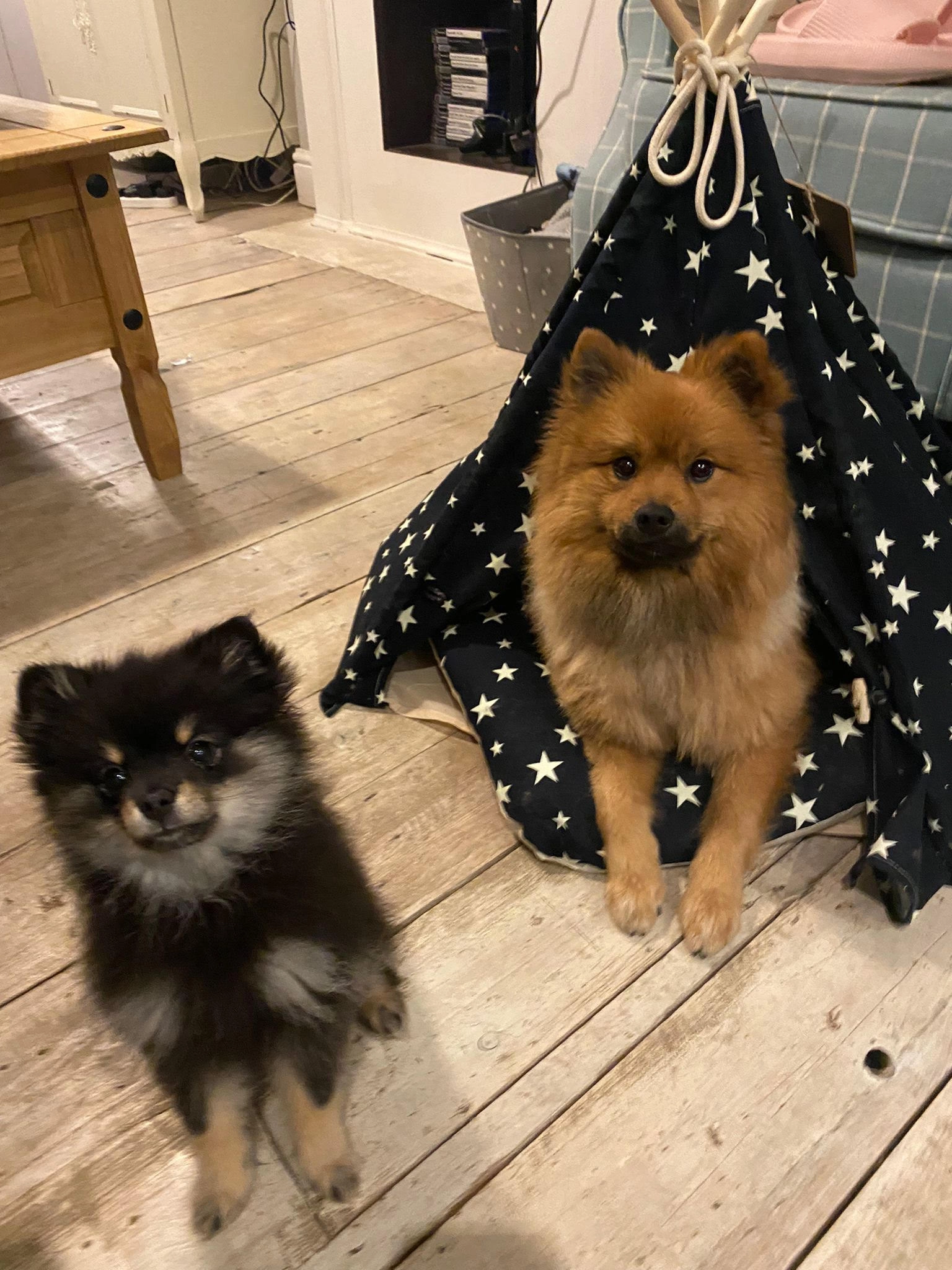 Morty and Summer - Didi and Meg doggos